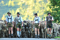 Viehscheid Bad Hindelang Viehscheid Bad Hindelang